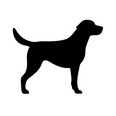 Dog: The Loyal Companion and Beloved Pet