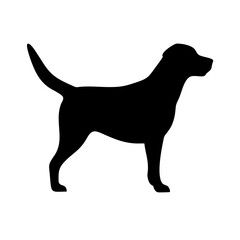 Dog: The Loyal Companion and Beloved Pet