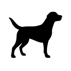 Dog: The Loyal Companion and Beloved Pet