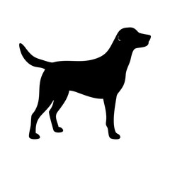 Dog: The Loyal Companion and Beloved Pet