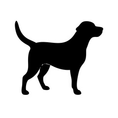 Dog: The Loyal Companion and Beloved Pet