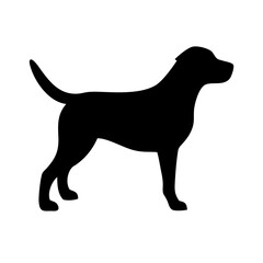 Dog: The Loyal Companion and Beloved Pet