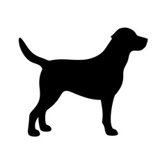 Dog: The Loyal Companion and Beloved Pet