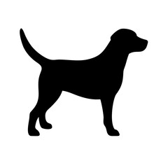 Dog: The Loyal Companion and Beloved Pet