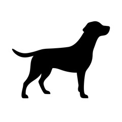 Dog: The Loyal Companion and Beloved Pet