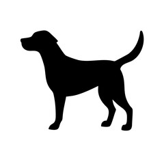 Dog: The Loyal Companion and Beloved Pet