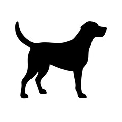 Dog: The Loyal Companion and Beloved Pet