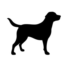 Dog: The Loyal Companion and Beloved Pet