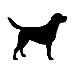 Dog: The Loyal Companion and Beloved Pet