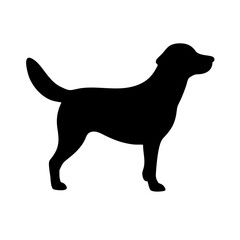 Dog: The Loyal Companion and Beloved Pet