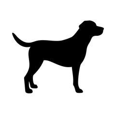 Dog: The Loyal Companion and Beloved Pet