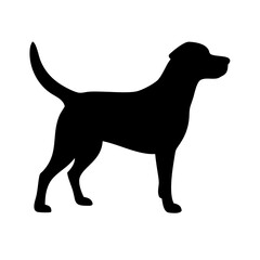 Dog: The Loyal Companion and Beloved Pet