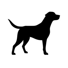 Dog: The Loyal Companion and Beloved Pet