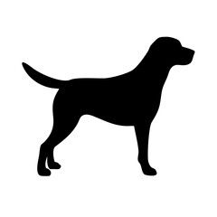 Dog: The Loyal Companion and Beloved Pet