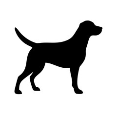 Dog: The Loyal Companion and Beloved Pet