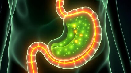 gallbladder, gallbladder disease, bile production. Digestive health. Bile ducts block pain increase. Liver function supports enzyme release. Digestive efficiency enhances nutrient absorption.