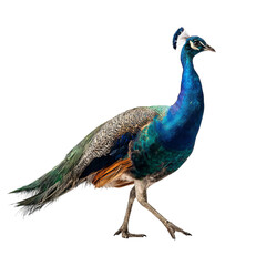Obraz premium Png of A majestic peacock walks elegantly, showcasing its vibrant blue and green feathers against a clean backdrop.