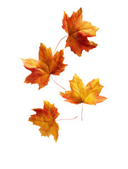 Falling maple leaves transparent background