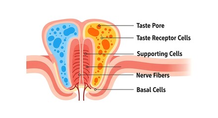 Human Taste Bud Diagram – Educational Vector Illustration