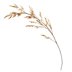 Obraz premium Close-up of a dried grass sprig
