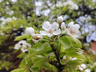 apple tree blossom