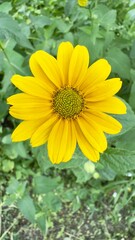 Fleur gros plan jaune