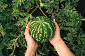 Woman holding fresh ripe watermelon in hands outdoors with green foliage