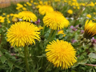 yellow dandelions on green grass