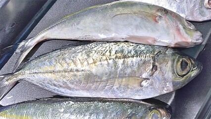 Fresh seafood concept with raw mackerel fish placed inside a black food tray