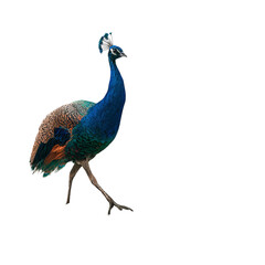 Fototapeta premium Png of A vibrant peacock displaying its colorful feathers while walking gracefully across a lush background.