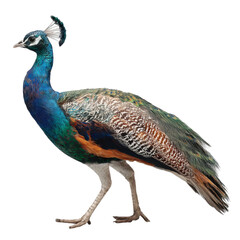 Obraz premium Png of A vibrant peacock showcasing its colorful plumage, highlighting the beauty of nature's artistry.