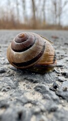 escargot sur la route gros plan