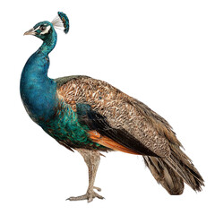Png of A vibrant male peacock displaying its iridescent feathers in a striking pose.