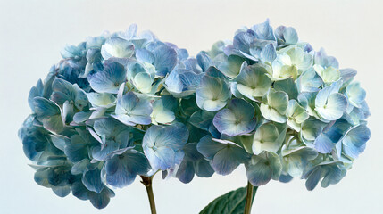 Serene close-up of two blue and green hydrangea flower clusters against a soft white background