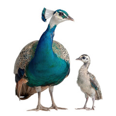 Obraz premium Png of Adult peacock with striking blue and green plumage next to a small chick, showcasing the beauty of nature.