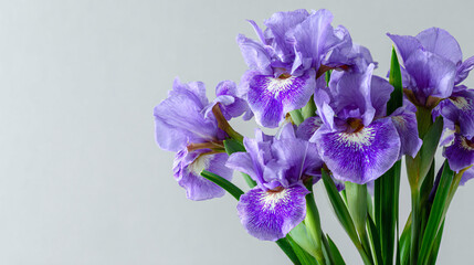 Obraz premium Vibrant bouquet of purple irises with intricate petals on light gray background