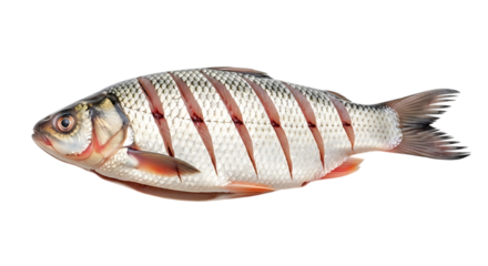 Freshwater fish isolated on transparent background a closeup of a raw roach ready for cooking and preparation, showcasing its scales, fins, and gills