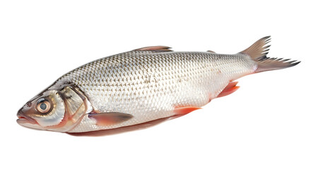 Fototapeta premium Isolated on transparent background, a common rudd fish, a freshwater species, displays its silver scales and red fins, a popular catch for anglers in european rivers and lakes