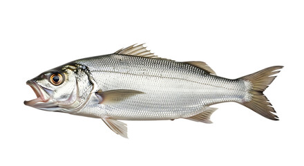 Obraz premium Stripped bass isolated on transparent background, a popular saltwater fish known for its distinctive stripes and delicious taste, often found in coastal waters and estuaries