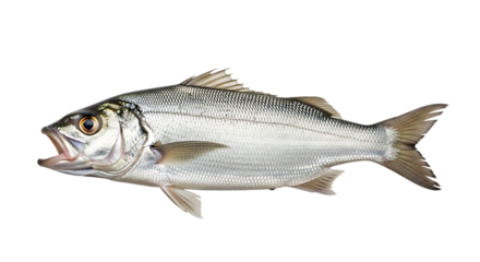 Stripped bass isolated on transparent background, a popular saltwater fish known for its distinctive stripes and delicious taste, often found in coastal waters and estuaries