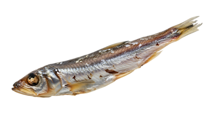 Isolated on transparent background, a smoked baltic sprat with a shiny silver texture, showcasing a traditional european seafood delicacy in a studio shot