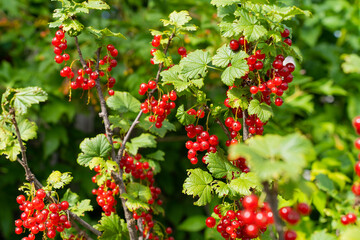 Vibrant red currant berries on lush green bushes in sunlit garden
