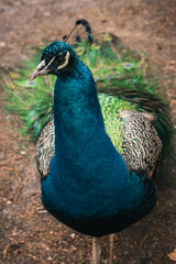 peacock with feathers