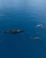 Snorkelers observe two humpback whales swimming in ocean off Moorea Island.