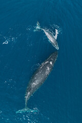 Fototapeta premium Drone view of humpback whale and calf swimming off Moorea Island, Tahiti.