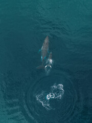 Aerial view of humpback whales swimming in Cook’s Bay, Moorea Island.