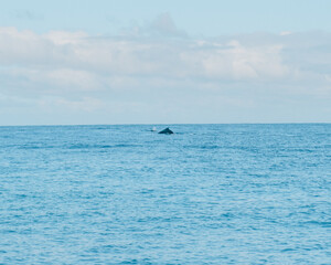 Obraz premium Humpback whale surfacing in blue waters off Moorea Island, Tahiti.
