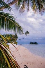 Naklejka premium Tropical beach at sunset with curved palm tree and island view on Moorea Island, French Polynesia.