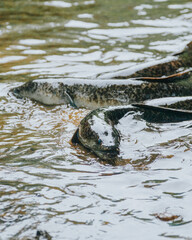 Freshwater eels swimming in shallow, murky water on Moorea Island, French Polynesia.