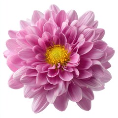 Vibrant pink chrysanthemum flower with yellow center